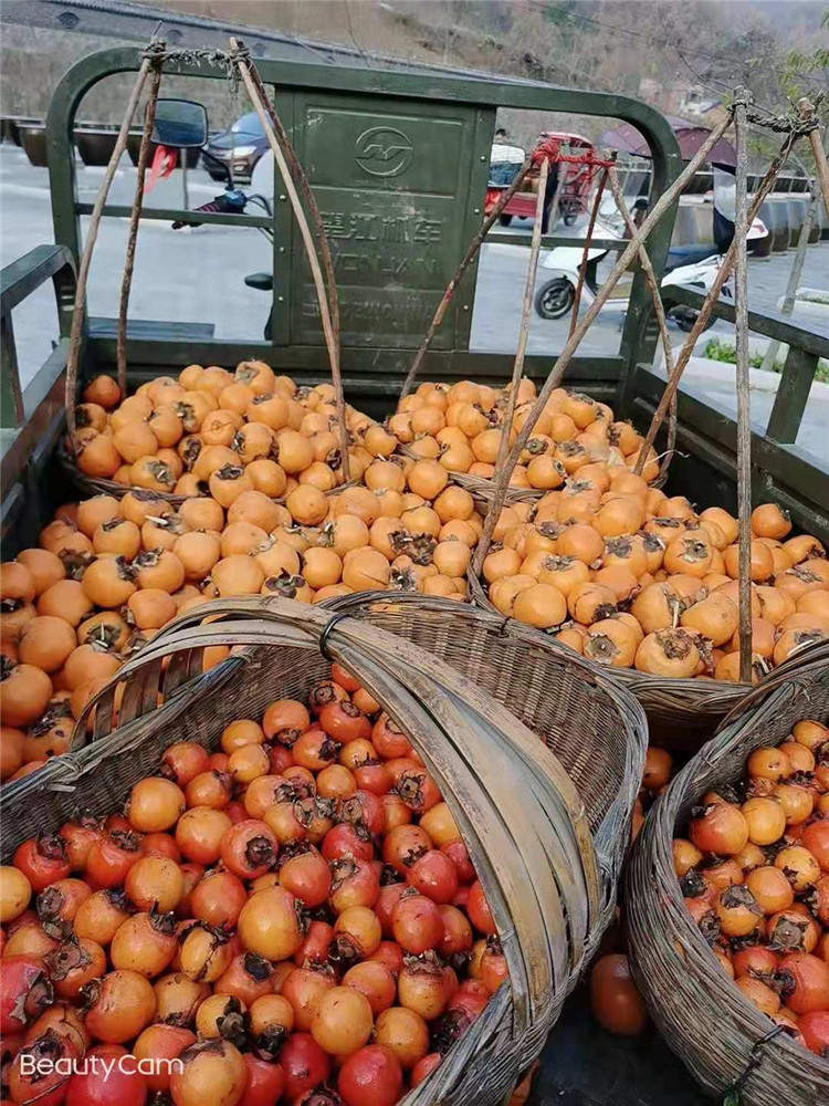 果園風光